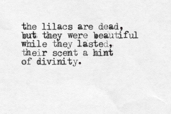 the lilacs are dead, but they were beautiful while they lasted, their scent a hint of divinity.