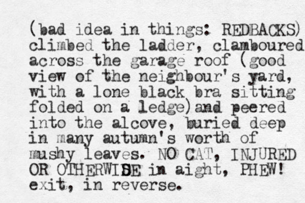 (bad idea in things: REDBACKS) climbed the ladder, clamboured across the garage roof (good view of the neighbour's yard, with a lone black bra sitting folded on a ledge) and peered into the alcove, buried deep in many autumn's worth of mushy leaves. NO CAT, INJURED OR OTHERWIDE S S in aight, PHEW! exit, in reverse.