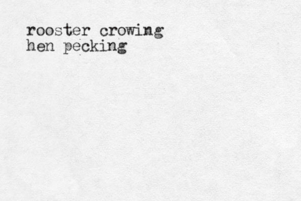 rooster crowing hen pecking