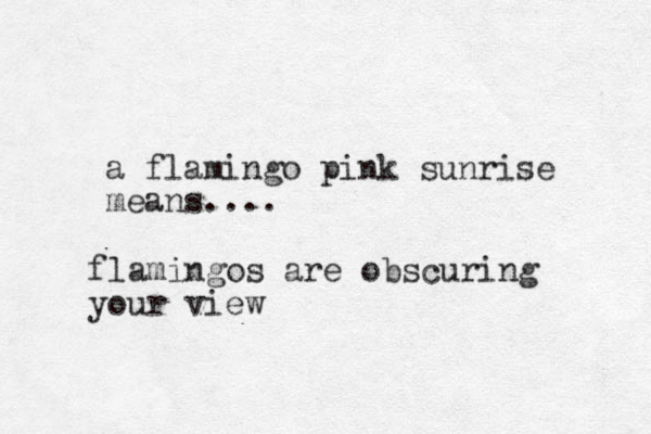 a flamingo pink sunrise means.... flamingos are obscuring your view