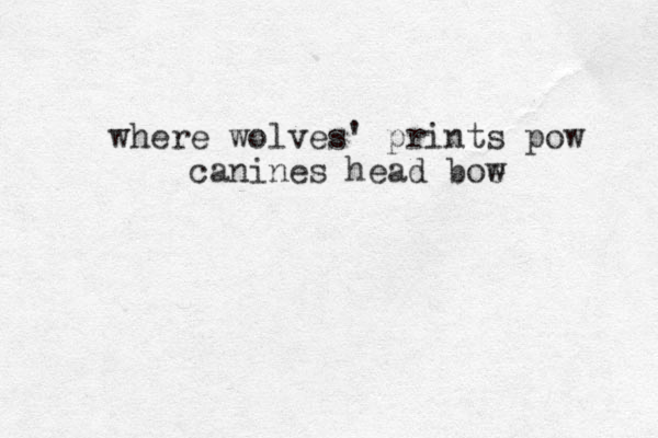where wolves' prints pow canines head boe w 