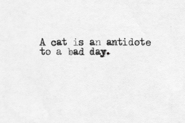 A cat is an antidote to a bad day. 