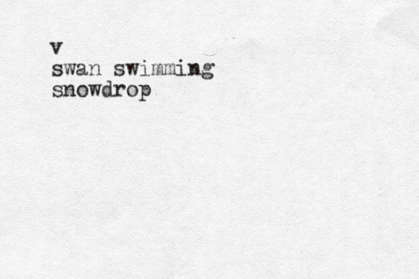 v swan swimming snowdrop