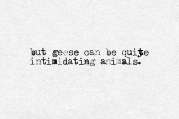 but geese can be quiy t te intimidating animals. 