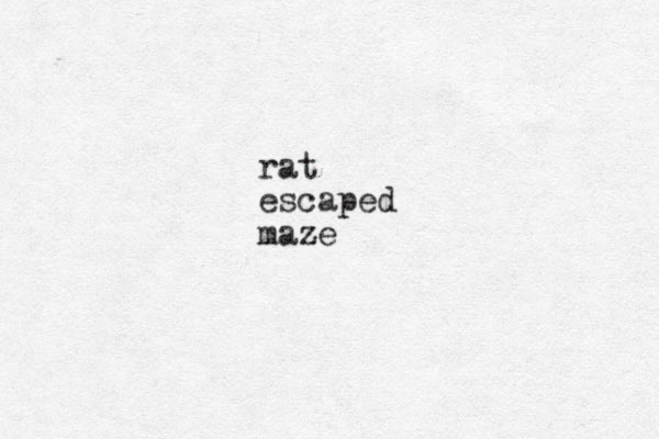 rat escaped maze