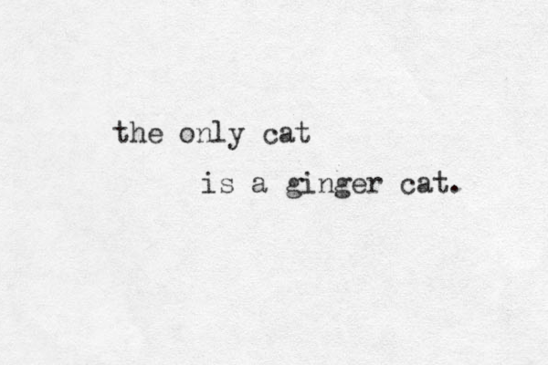 the only cat is a ginger cat. 
