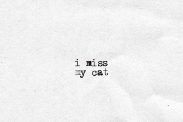 i miss my cat