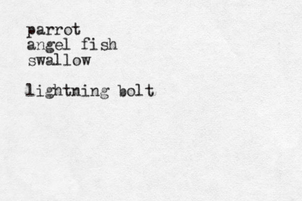 parrot angel fish swallow lightning bolt