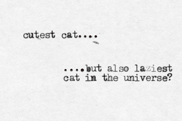 cutest cat.... ....but also laziest cat in the universe? 