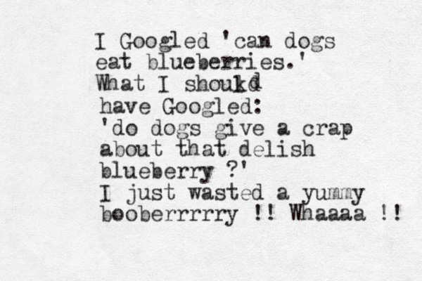 I Googled ' can dogs eat blueberries.' What I shoukd l l d have Googled: ' do dogs give a crap about that delish blueberry ?' I just wasted a yummy booberrrrry !! Whaaaa !! 