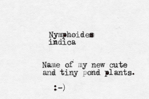 Ny ymphoides indica Name of my new cute and tiny pond plants. :-)