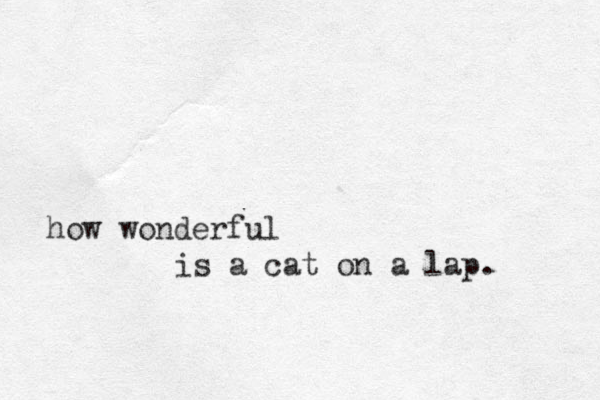 how wonderful is a cat on a lap. 