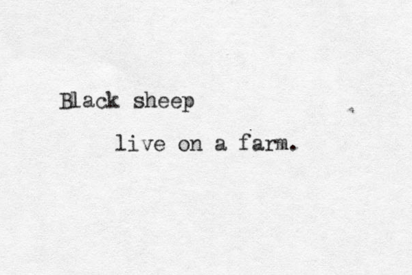 Black sheep live on a farm.