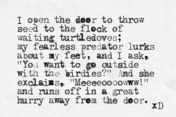 I open the door to throw seed to the flock of waiting turtledoves; my fearless predator lurks about my feet, and I ask, "You want to go outside with the birdies?" And she exclaims, "Meeeeoooowww!" and runs off in a great hurry away from the door. xD 