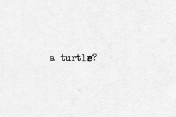 a turtlr e e e? 