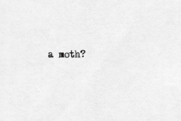 a moth?