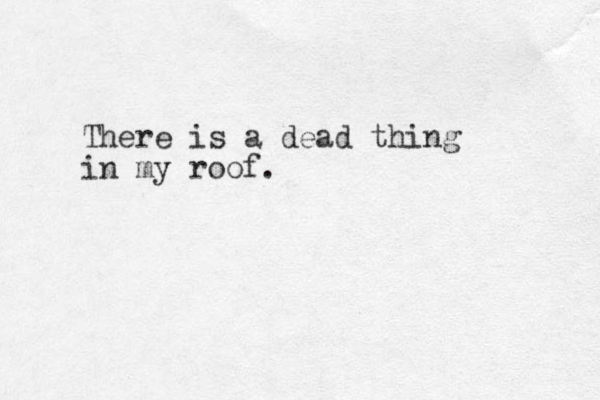 There is a dead thing in my roof.