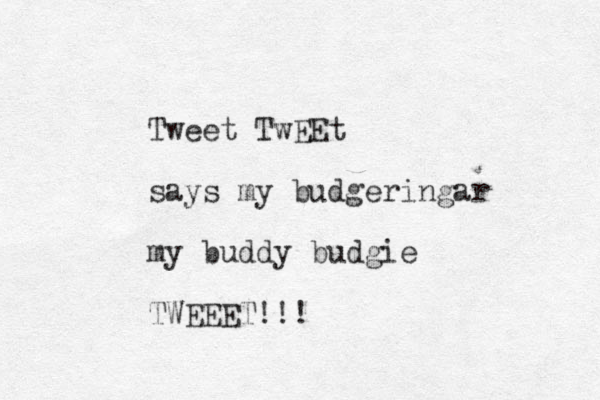 Tweet TwEEt says my budgeringar my buddy budgie TWEEET!!!
