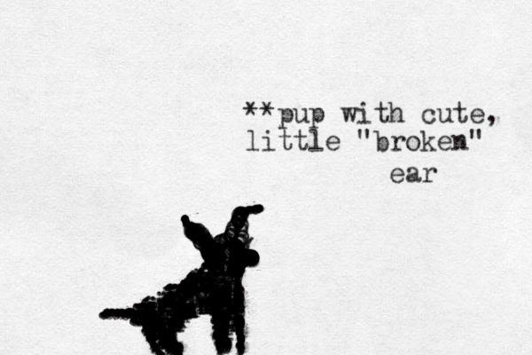 ooooooooooooooooooooooooooooooooooooooooooooooooooooooooooooooooooooooooooooooooooooooooooooooooooooooooooooooooooooooiiiiiiiiioiiiioiiiiiiiiiiiiiiiiiiiiiiiiiiiiiiiiiioooooooooooooooooooooooooooooooooooiiiiiioooiioiioooiiooolllllllllllllllllllllllllllllllllllllllllnmmmmmmmmkmmmmmmmnmmmmmmnmmmmmmmmmmmmmnmnnnnmmmnnnmmnnnnnnn.............. .............. .................................................,,,,,??,,,,,,,,,,,,,,,,,,,,,,,,,,,,,,,(,,;,,,,(,,,,,,,,,,,,,,,,,,,,,,, **pup with cute, little "broken" ear ......................,.,,,,,,,,,,,,,,, .,,,,,,,,,............