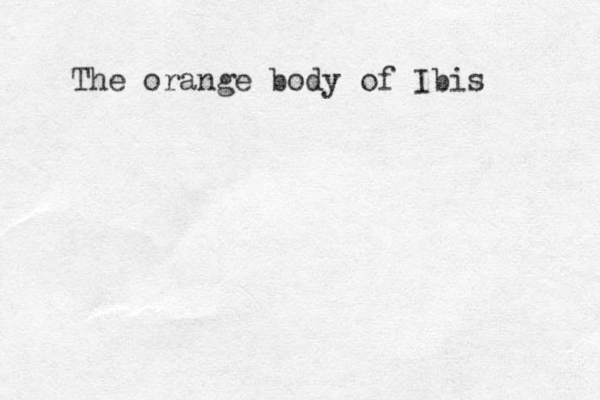 The orange body of Ibis 