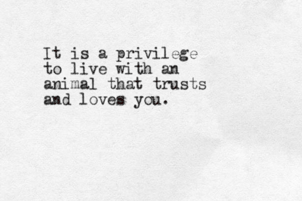 It is a privilege to live with an animal that trusts and loves you. 