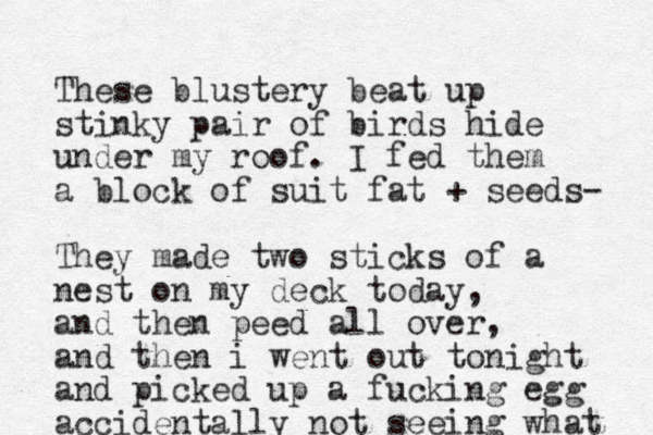 These blustery beat up stinky pair of birds hide under my roof. I fed them a block of suit fat + seeds- They made two sticks of a nest on my deck today, and then peed all over, and then i went out tonight and picked up a fucking egg accidentally not seeing what 