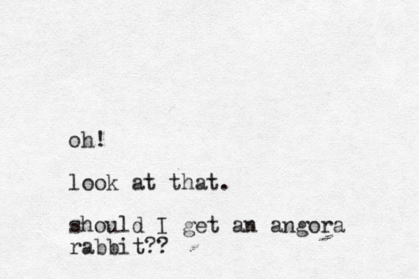 oh! look at that. should I get a n angora rabbit??