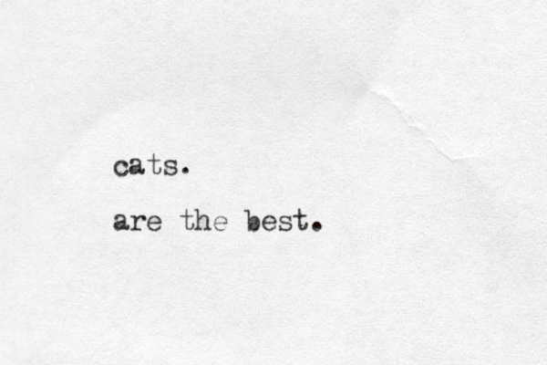 cats. are the best.