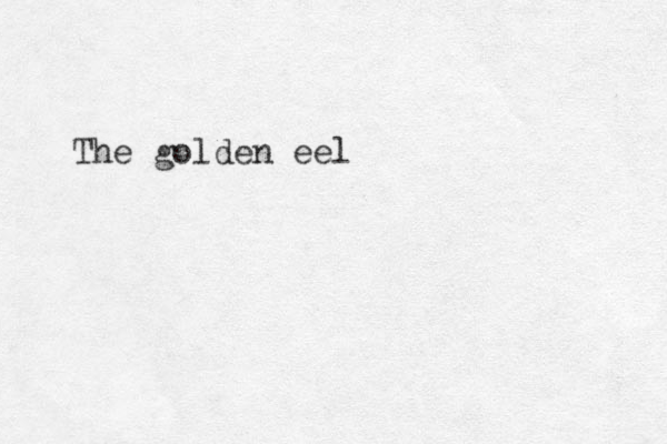 The golden eel