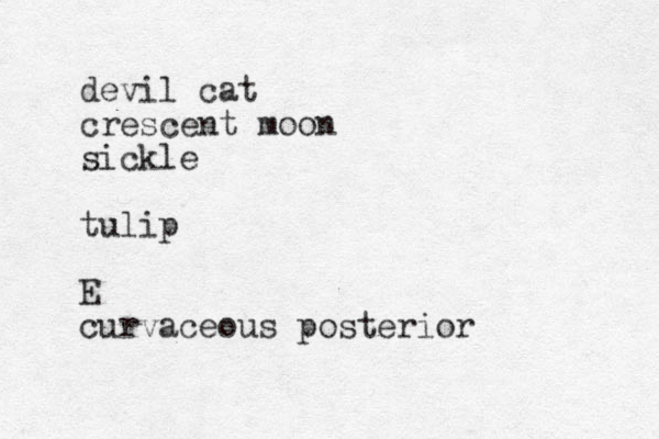 devil cat crescent moon sickle tulip E curvaceous posterior 