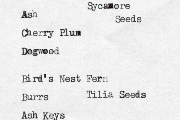 Ash Cherry Plum Dogwood Bird's Nest Fern Burrs Ash Keys Sycamore Seeds Tilia Seeds 