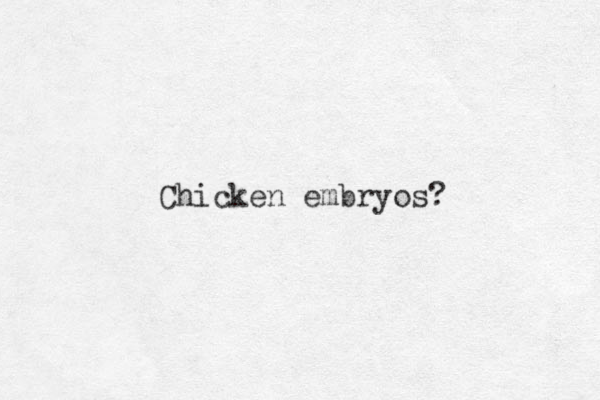 Chicken embryos?