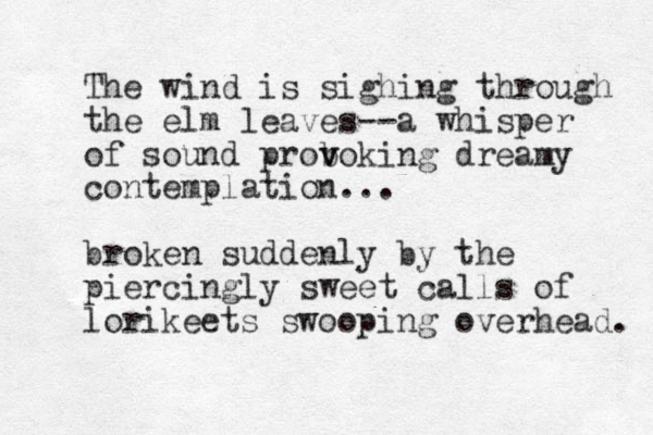The wind is sighing through the elm leaves--a whisper of sound proboking v v dreamy contemplation... broken suddenly by the piercingly sweet calls of lorikeets swooping overhead. 