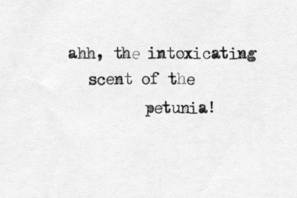 ahh, the intoxicating scent of the petunia! 