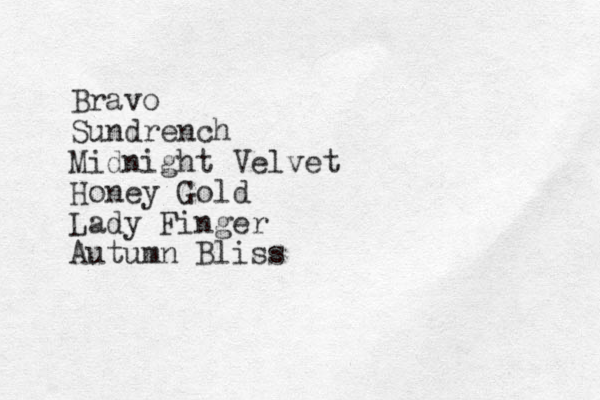 Bravo Sundrench Midnight Velvet Honey Gold Lady Finger Autumn Bliss