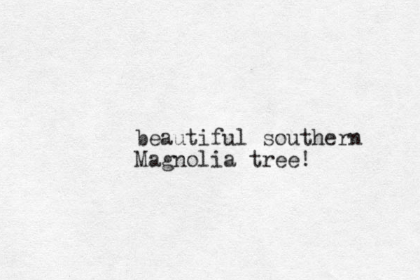 beautiful southern Magnolia tree! 