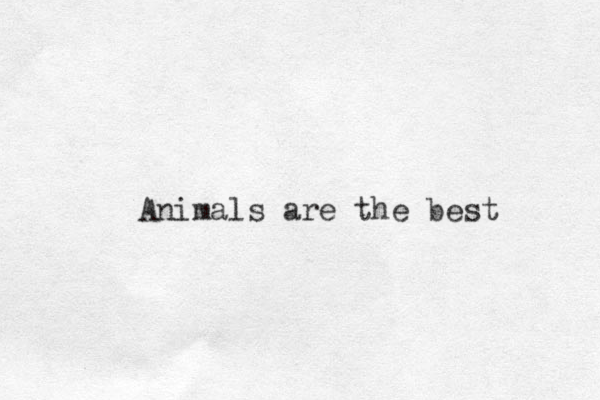 Animals are the best 