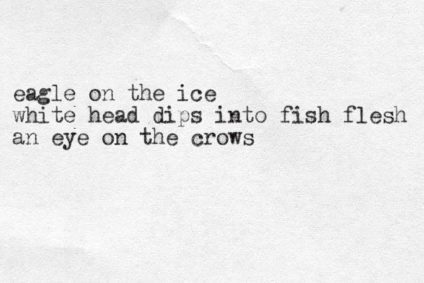 eagle on the ice white head dips into fish flesh an eye on the crows 