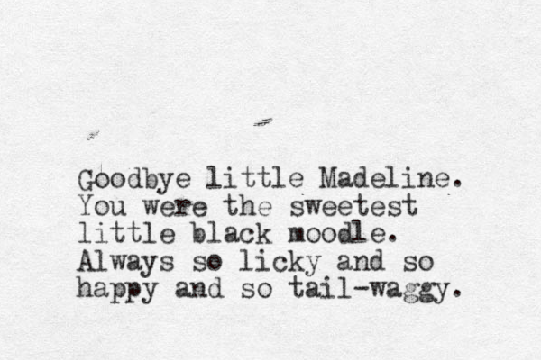 Goodbye little Madeline. You were the sweetest little black moodle. Always so licky and so happy and so tail-waggy. 