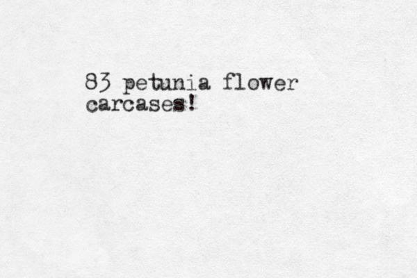 83 petunia flower carcases!