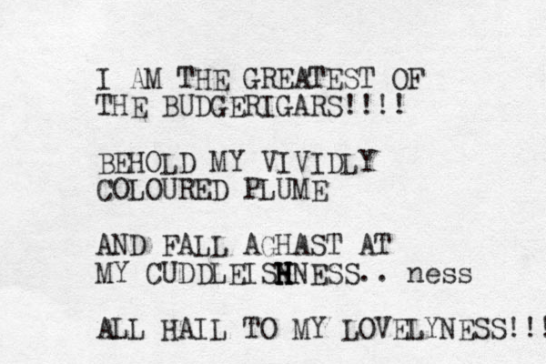 I AM THE GREATEST OF THE BUDGERIGARS!!!! BEHOLD MY VIVIDLY COLOURED PLUME AND FALL AGHAST AT MY CUDDLEISN H H H HNESS.. ness ALL HAIL TO MY LOVELYNESS!!! 