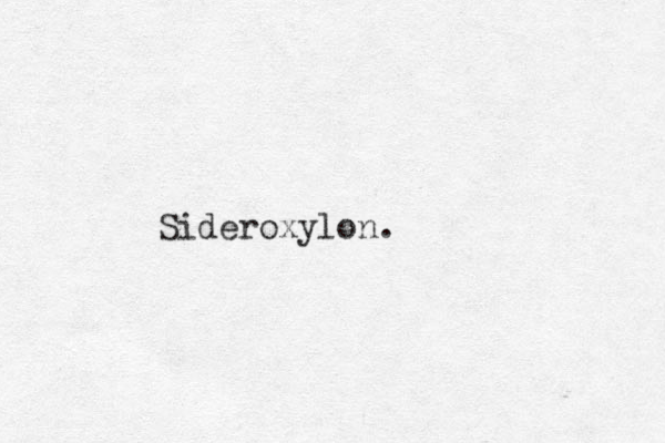 Sideroxylon. 