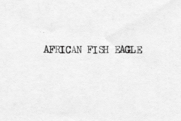 AFRICAN FISH EAGLE