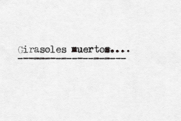 Girasoles muertos.... --------------------