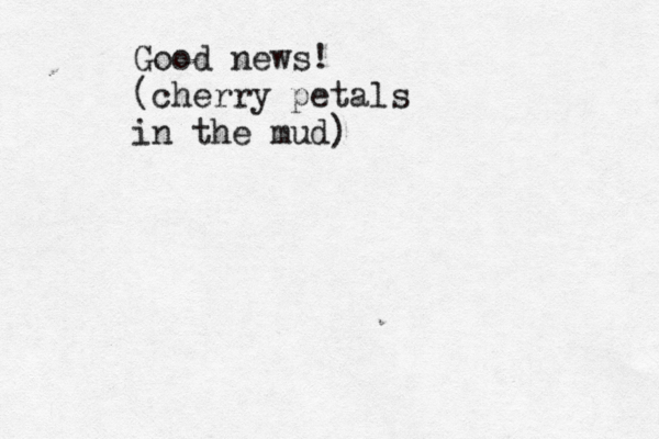 Good news! (cherry petals in the mud)