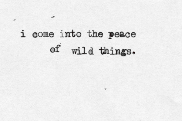 i come into the peace of wild things. 