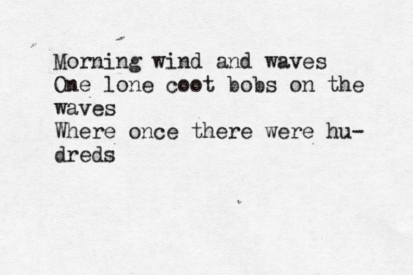 Morning wind and waves One lone coot bobs on the waves Where once there were hu- dred