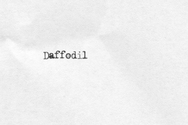 Daffodil