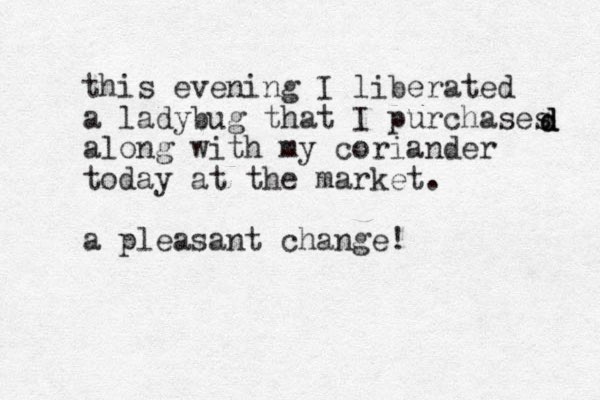 this evening I liberated a lady u b g that I purchases along with my coriander today at the market. a pleasant change! d d d 
