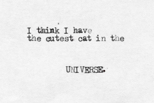 I think I have the cutest cat in the UNIVERSE. 